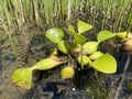 Common water hyacinth / Pontederia crassipes, Eichhornia crassipes / Dickstielige Wasserhyazinthe, Jacinthe dÃ¢â¬â¢eau or Eichhornie